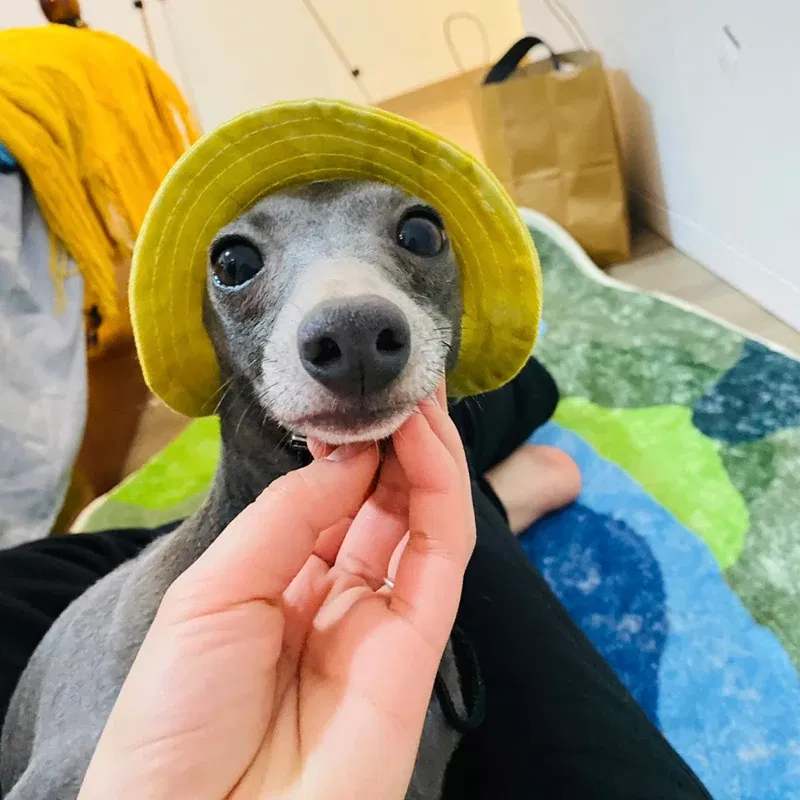 Color: Red, Size: S - Summer Little Greyhound Sunscreen Hat Outdoor Hat Ear Holes Adjustable Cap for Whipbit Breathable Cool Hat for Small Media Dogs - Image 5