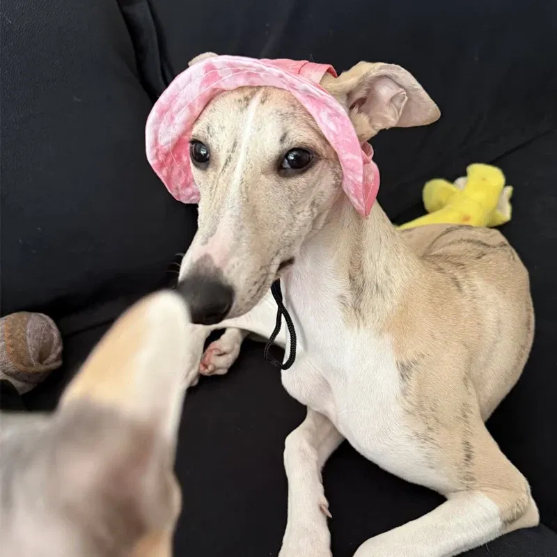 Color: Red, Size: S - Summer Little Greyhound Sunscreen Hat Outdoor Hat Ear Holes Adjustable Cap for Whipbit Breathable Cool Hat for Small Media Dogs - Image 4